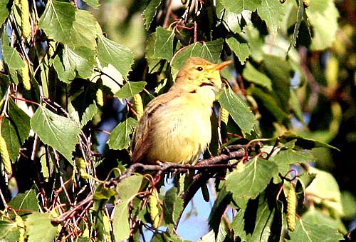 29 Melodious Warbler polyglottsngare Borlnge Dlr Sweden 090528. Photo  Stefan Lithner