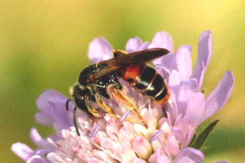 50 Andrena hattorfiana vddsandbi  female Brabygd  Ronneby kn 090628. Photo  Stefan Lithner