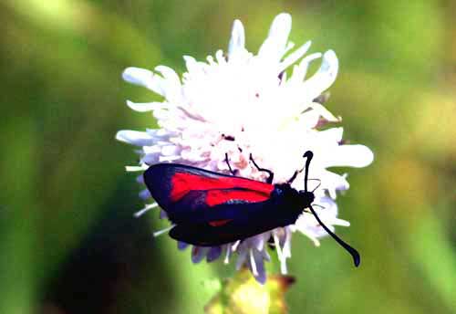 105  Zygaena minos klubbsprtad bastardsvrmare Lyngsj Sk 090714. Photo  Stefan Lithner