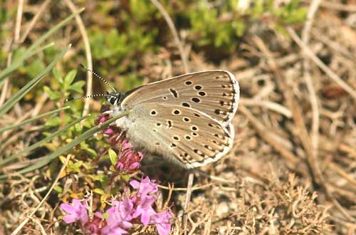 112 Maculinea arion svartflckig blvinge Lyngsj Sk 090714. Photo  Stefan Lithner