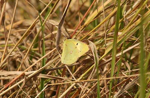 165 Colias croceus rdgul hfjril Tjolholm Hl 090802. Photo  Stefan Lithner