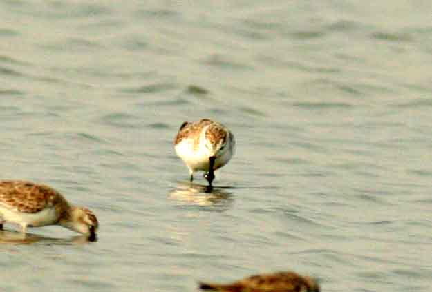Spoon-billed Sandpiper Laem Pak Bia Thailand 100127. Stefan Lithner