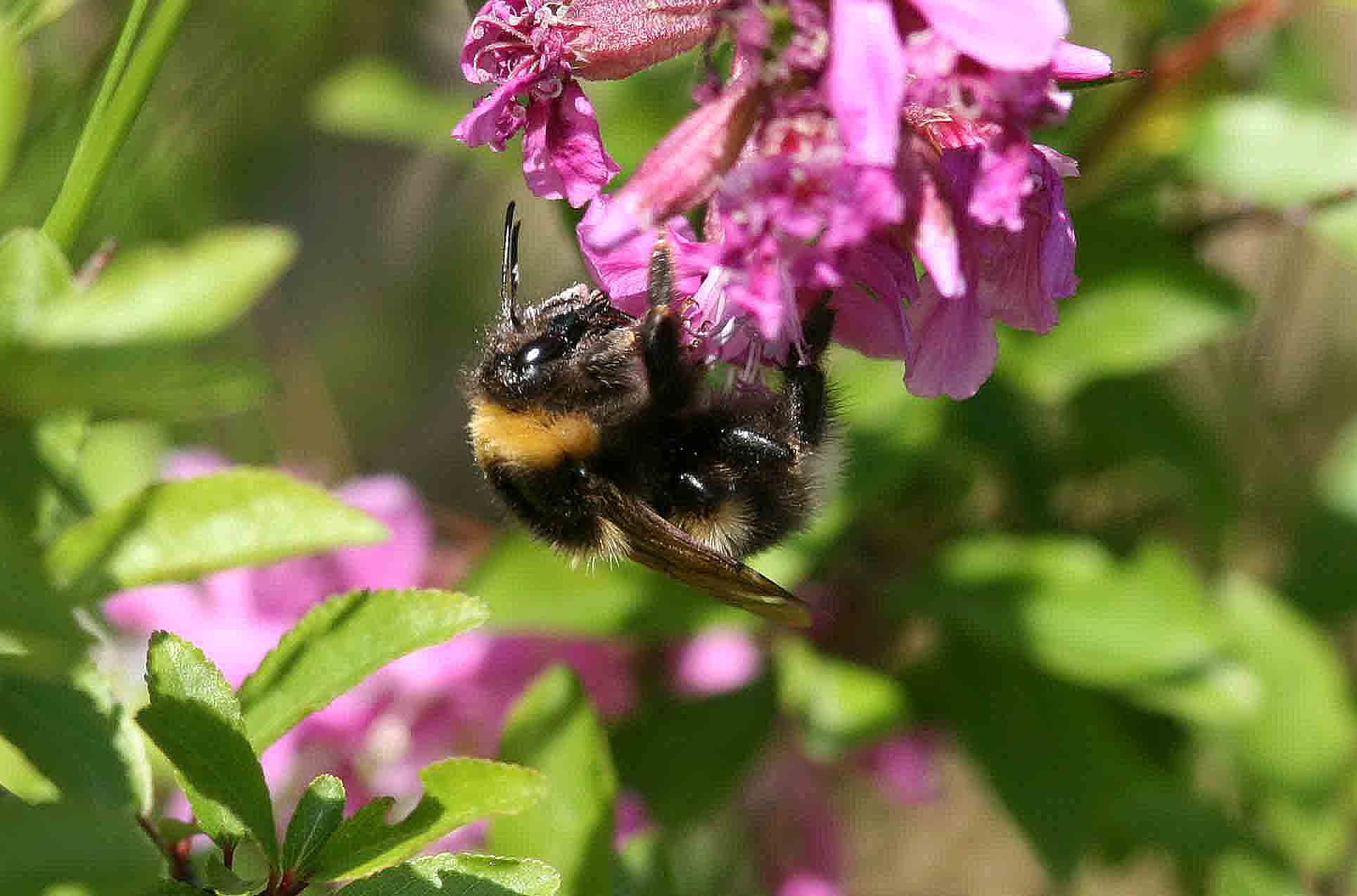 Bombus hortorum (trdgrdshumla) Flisberget (Bl) 110605. Stefan Lithner