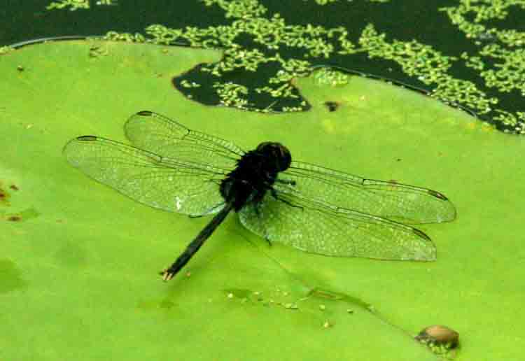 Erythemis plebeja (Pin-tailed Pond-Hawk) REGUA 111202. Photo Stefan Lithner