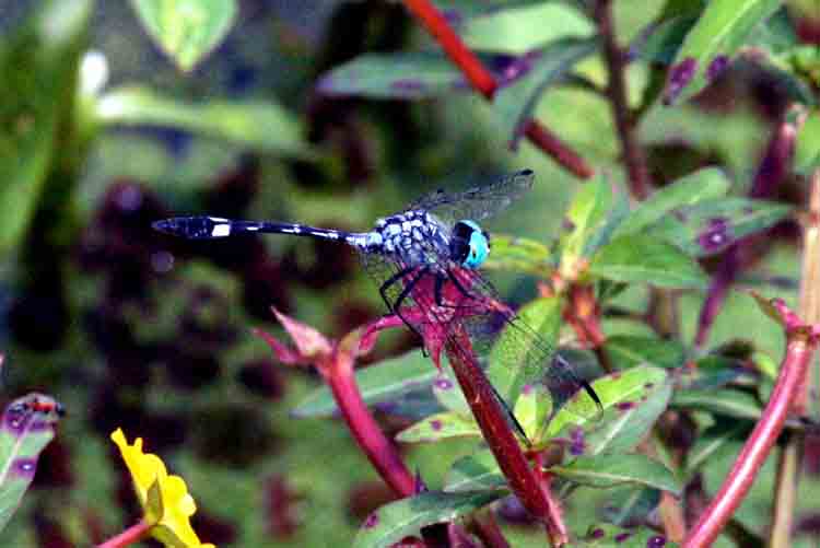 Micrathyria cf. ocellata dentiens  (Eight-segment-spotted Micrathyria) [inoff name] REGUA 111203. Photo Stefan Lithner