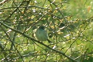 Black-faced Bunting discovered at Gislvs Stjrna (Sk) - first record for the country. Photo  Stefan Lithner 