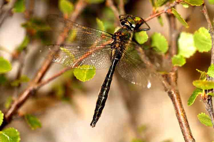 Somatochlora sahlbergi (tundratrollslnda) Pulsajrvi. 1:st male caught in Sweden (Tlpm). Photo  Stefan Lithner