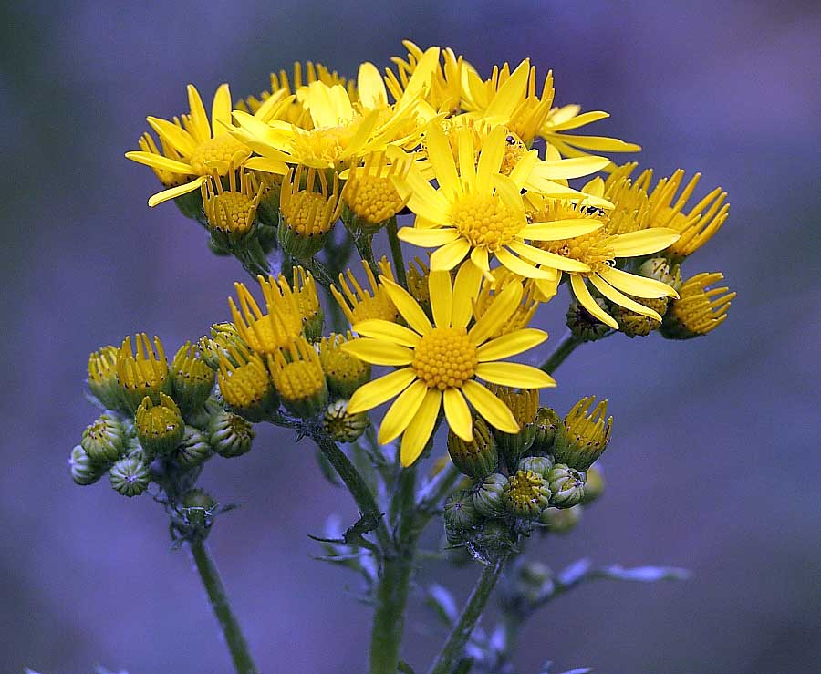 Common Ragwort