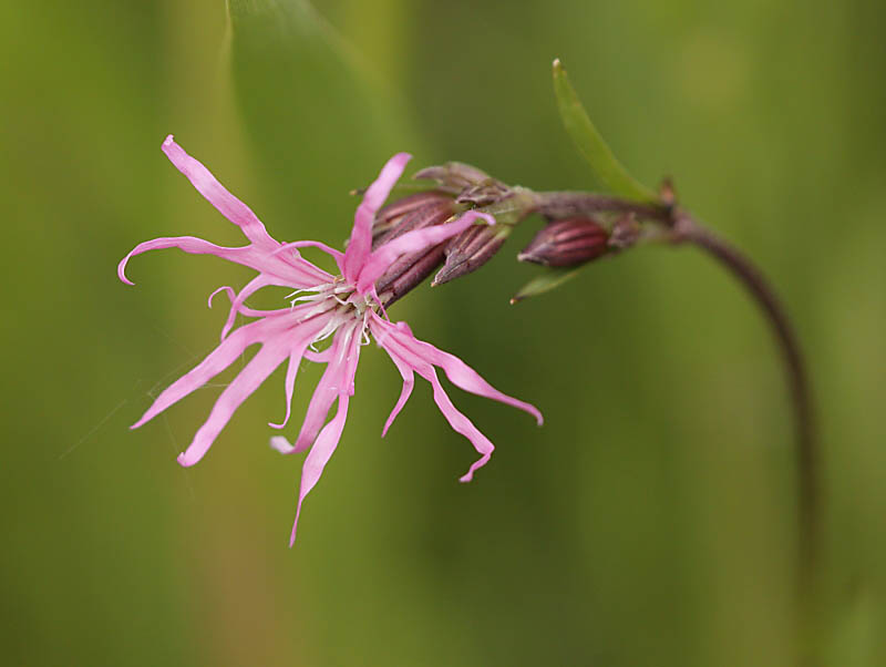 Ragged Robin