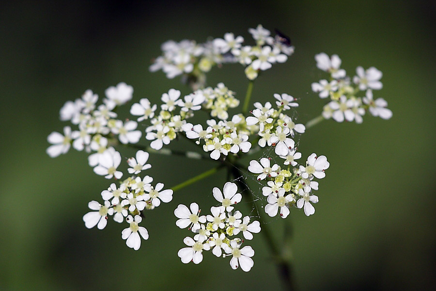 Cow Parsley