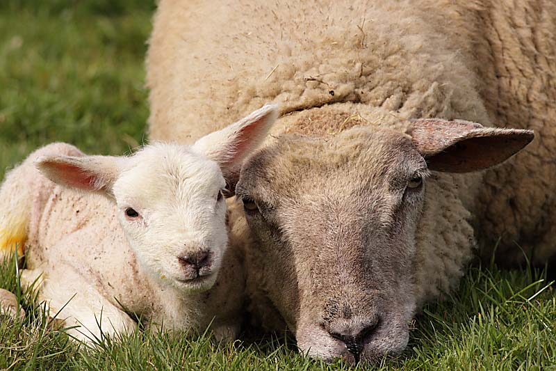 Sheep and Lamb