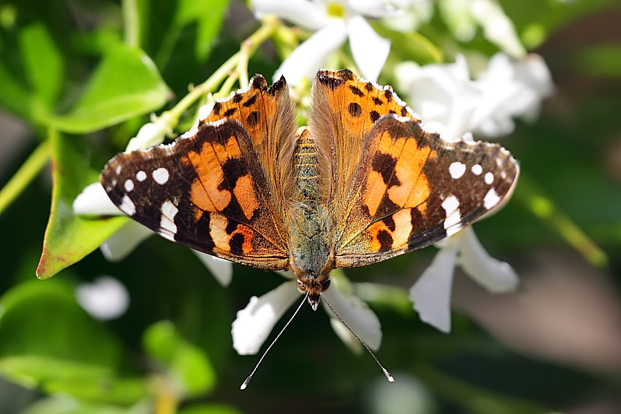 Painted Lady