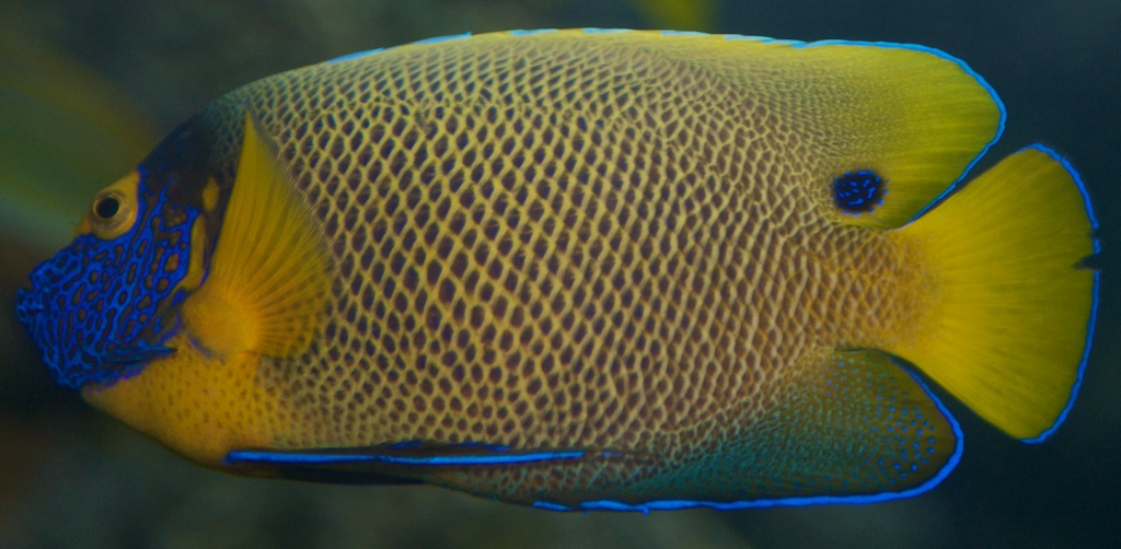 Blueface Angelfish