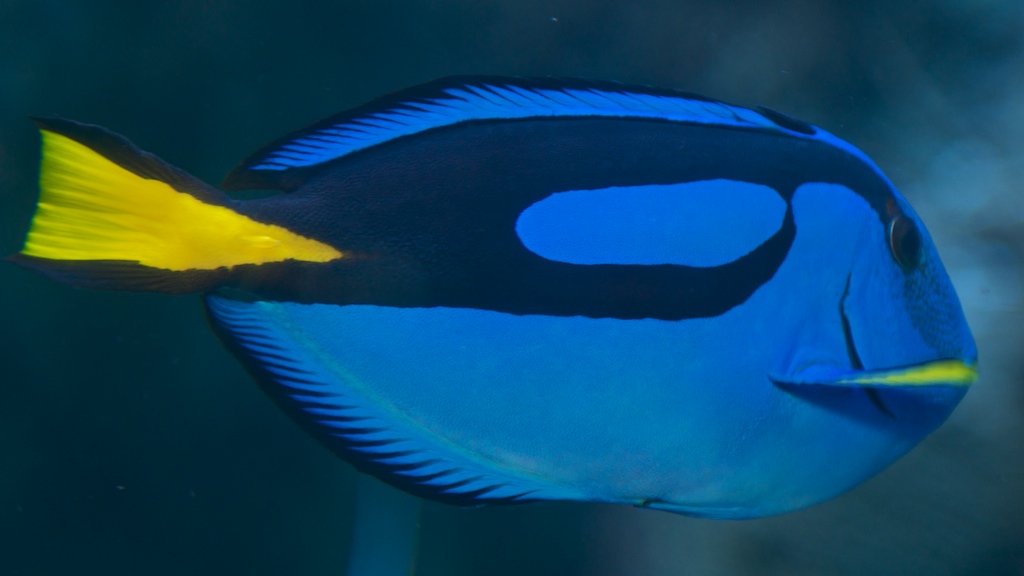 Pallet Tang (Dory)