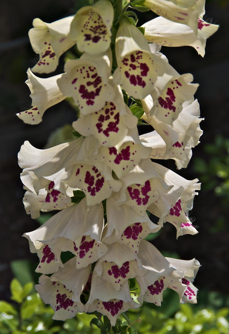 Fox Glove