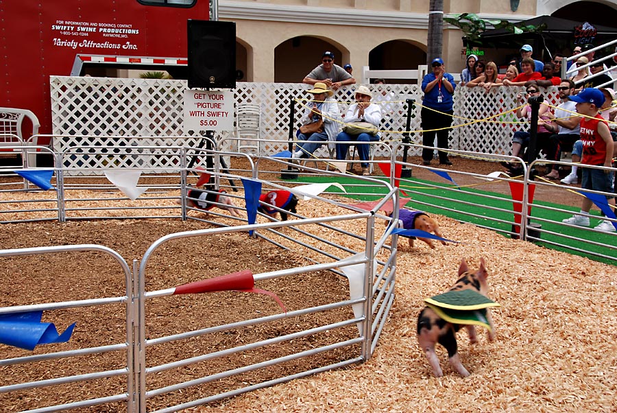 The pig races