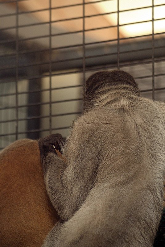 Woolly Monkeys From Behind