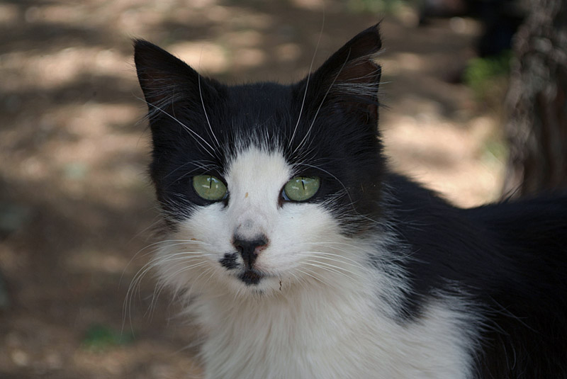 Black and White Cat 02