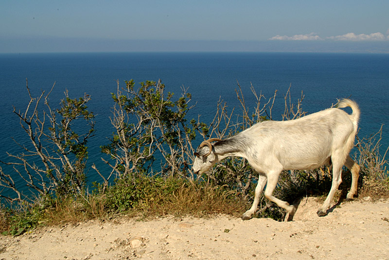 Mountain Goat at Akamas Peninsular 06