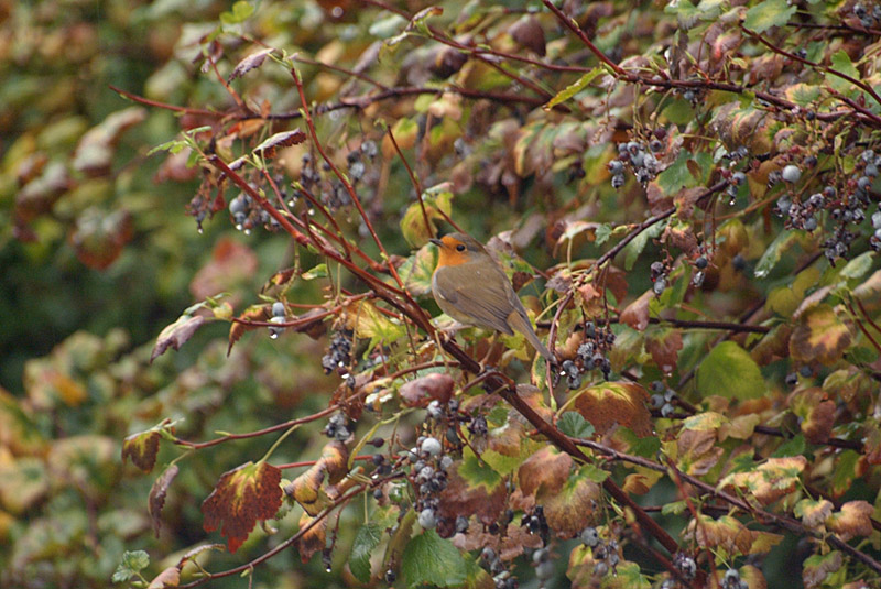 Robin in Flowering Currant