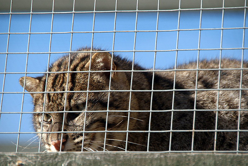 Fishing Cat 13