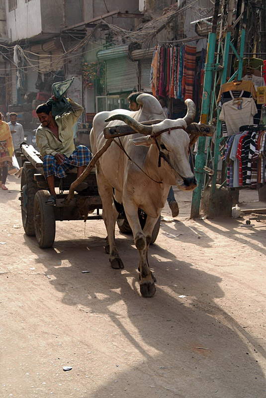 Bull Cart -Paharganj