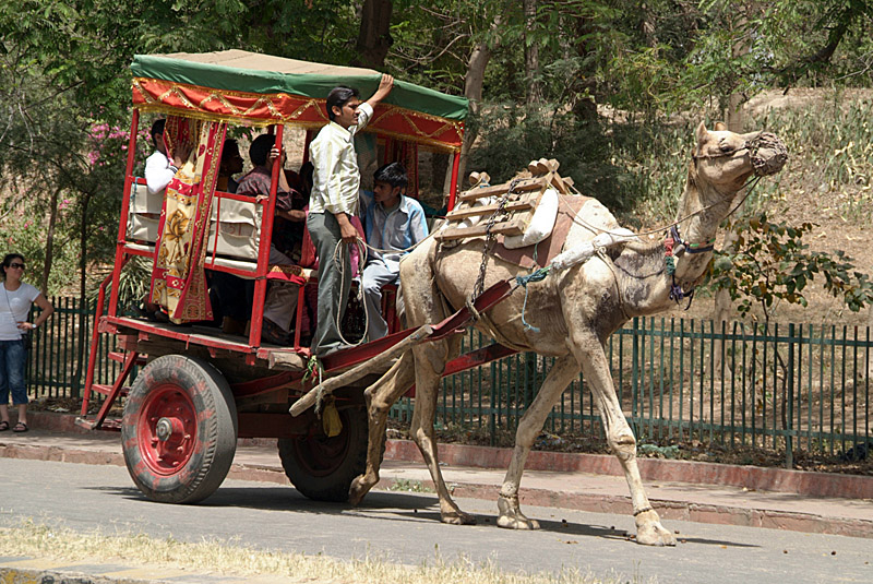 Camel Cart