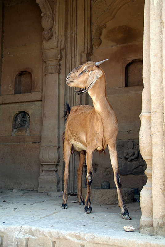 Goat in a Temple