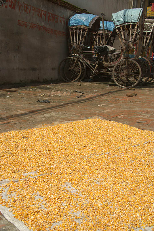 Corn Drying in the Sun Kathmandu