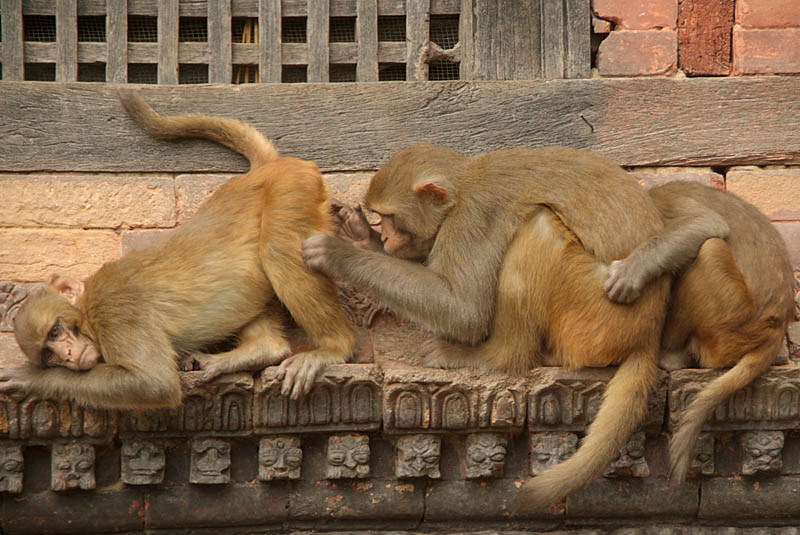 Monkeys Grooming Pashupatinath 02