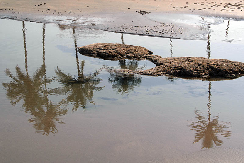 Reflections of Palms North Goa
