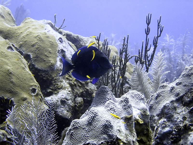 Surgeon Fish at Cleaning Station