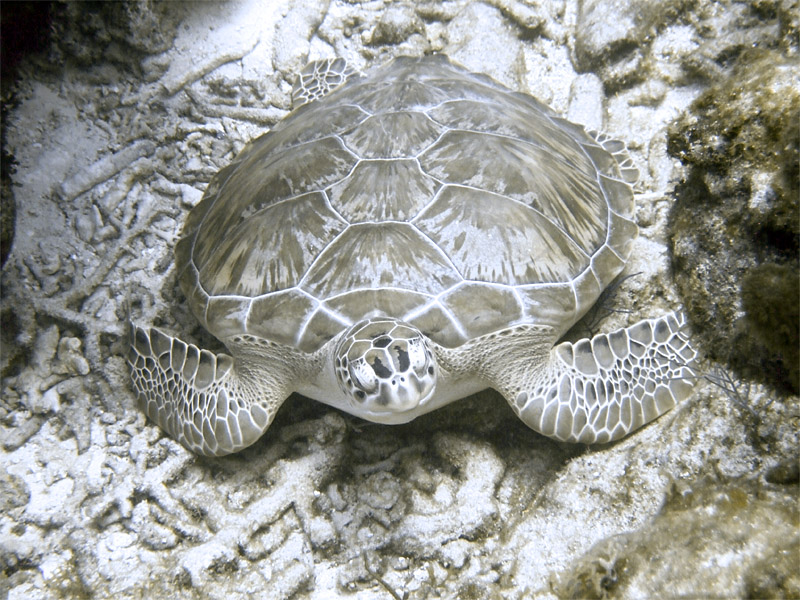 Green Turtle 2