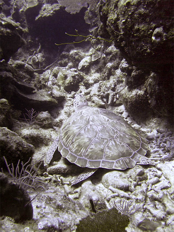 Green Turtle 3