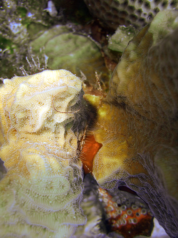 Brittle Star on Hard Coral