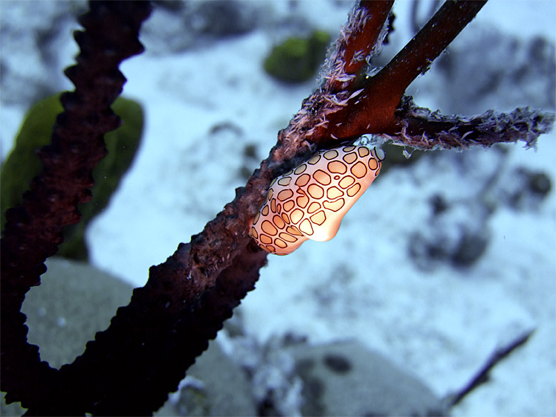 Flamingo Tongue Cyphoma