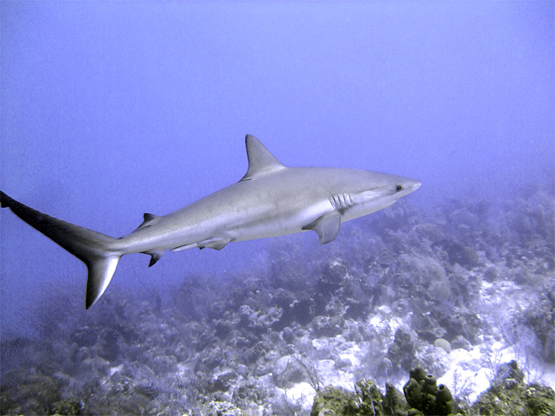 Swimming Shark 12