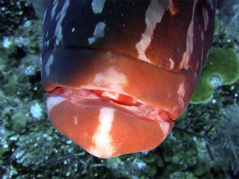 Groupers Lips