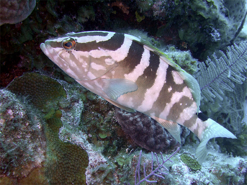 Pale Grouper