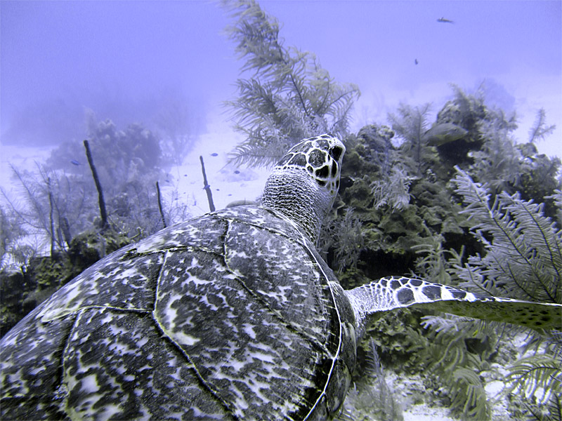 Swimming Hawksbill Turtle 8