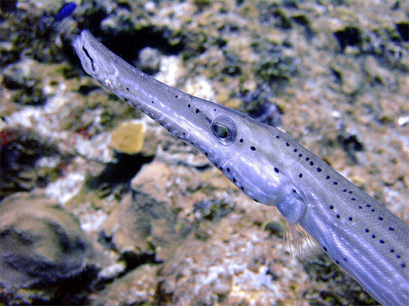 Head of a Trumpetfish 2