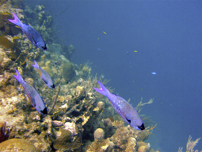Creole Wrasse Swimming Along 2