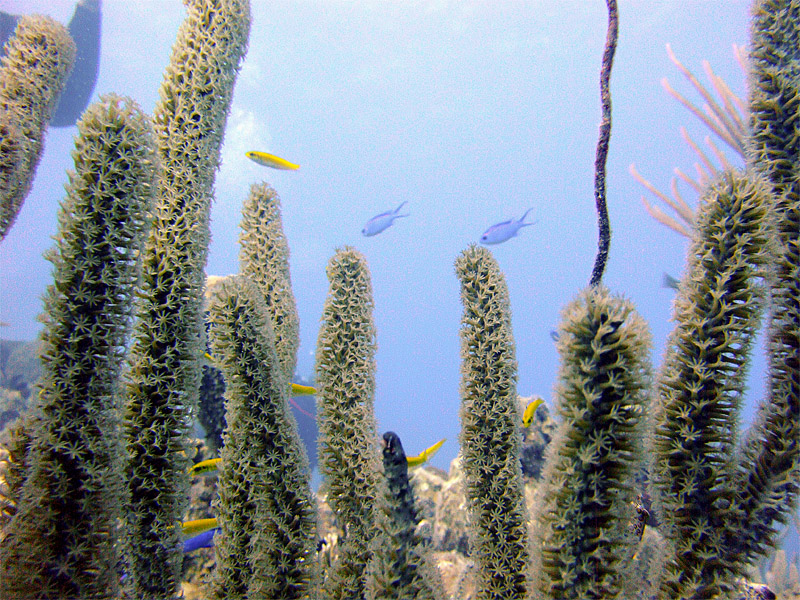 Soft Coral Blue Chromis  Cleaner Wrasse.jpg