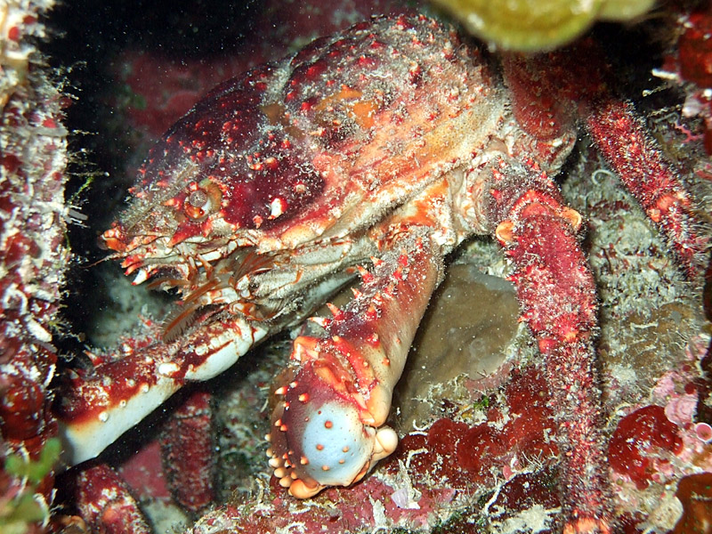 Crab in a Crevice 1