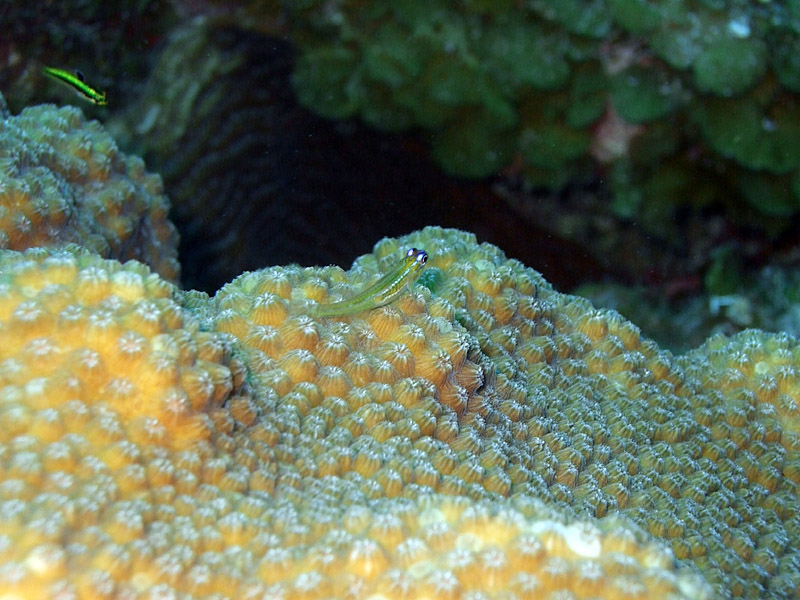 Cleaner Wrasse and Hard Coral 2