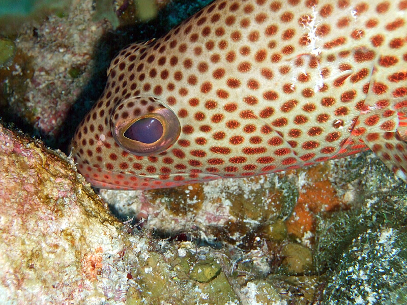 Coral Groupers Head