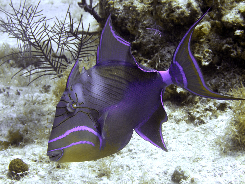 Queen Triggerfish