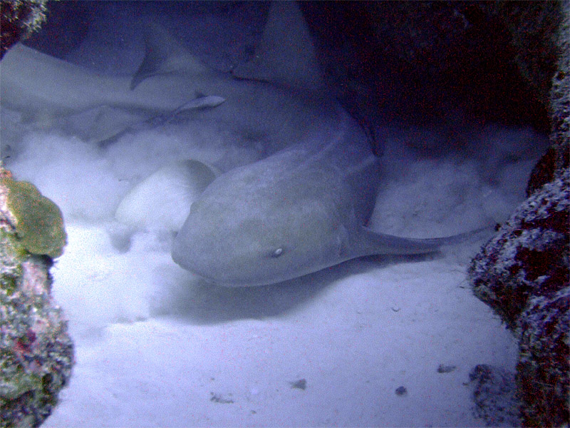 Roused Nurse Shark