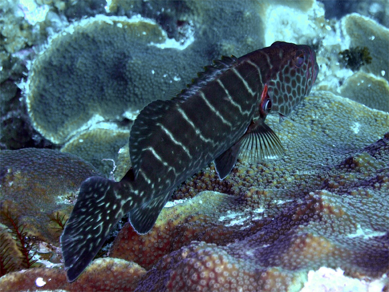 Grouper Being Cleaned From Behind