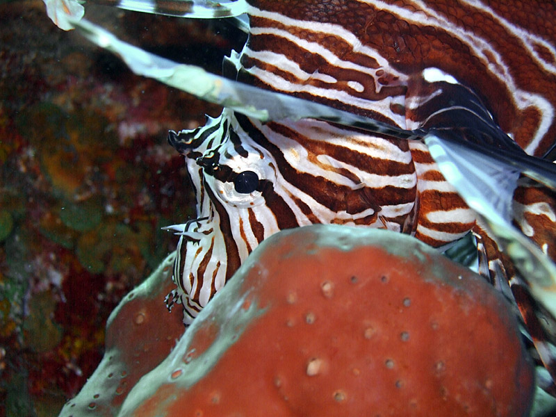 Shy Lionfish at Two Step